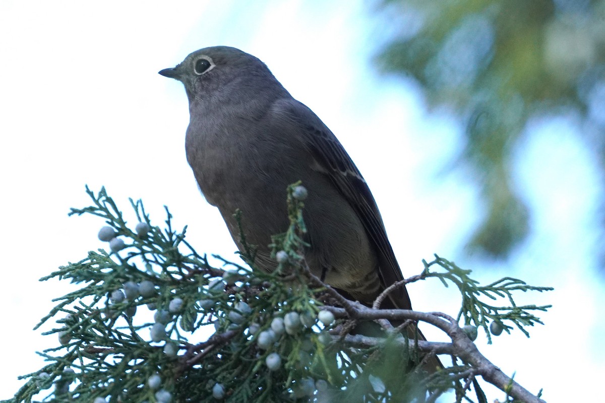 Townsend's Solitaire - ML643167686