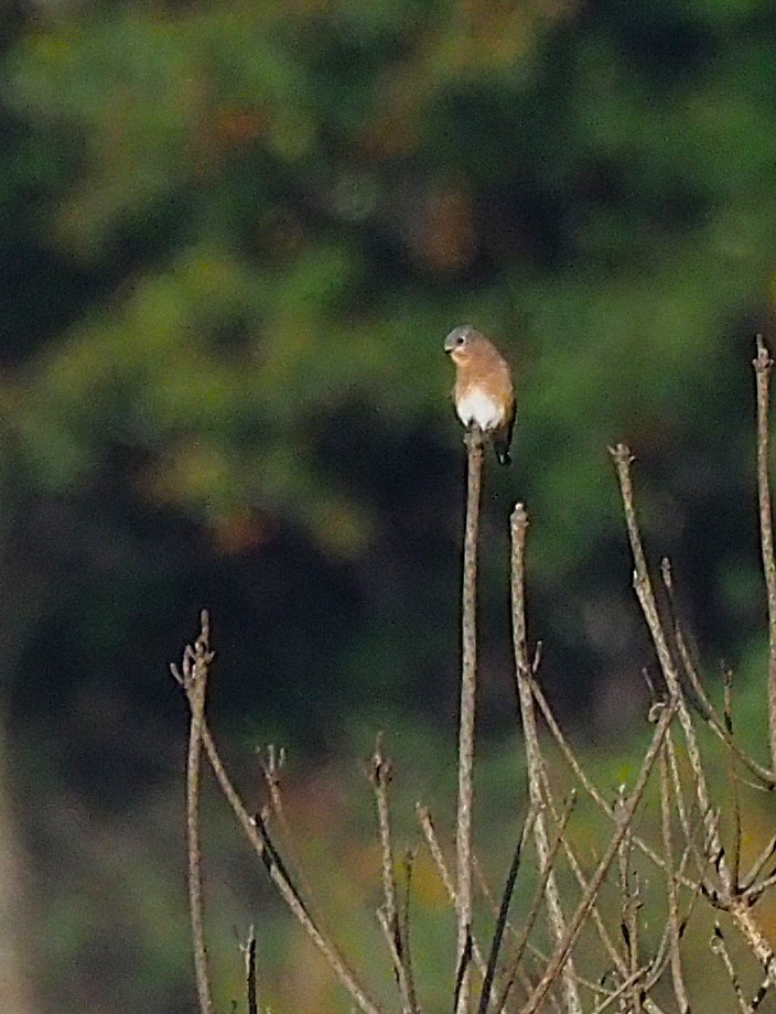 Eastern Bluebird - ML643167687