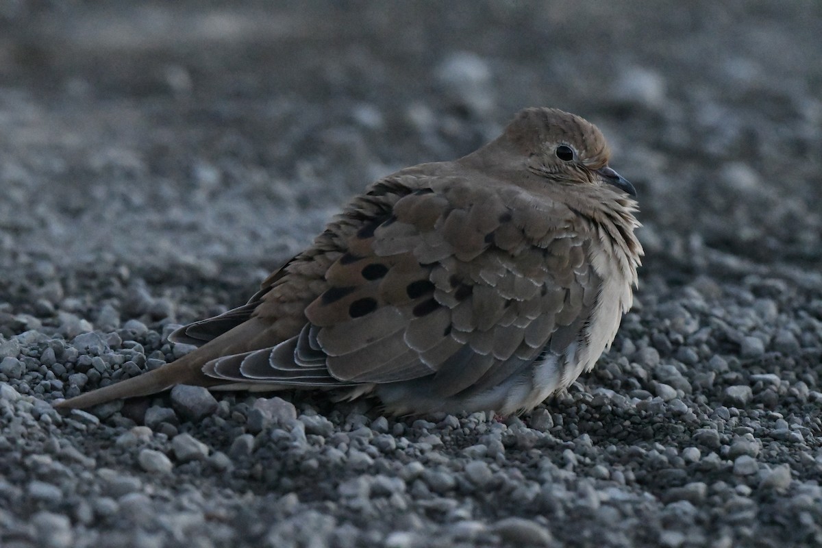 Mourning Dove - ML643167690