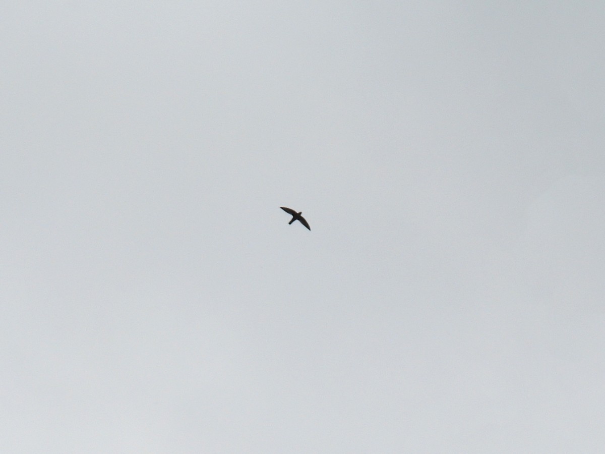 Gray-rumped Swift - ML643167691