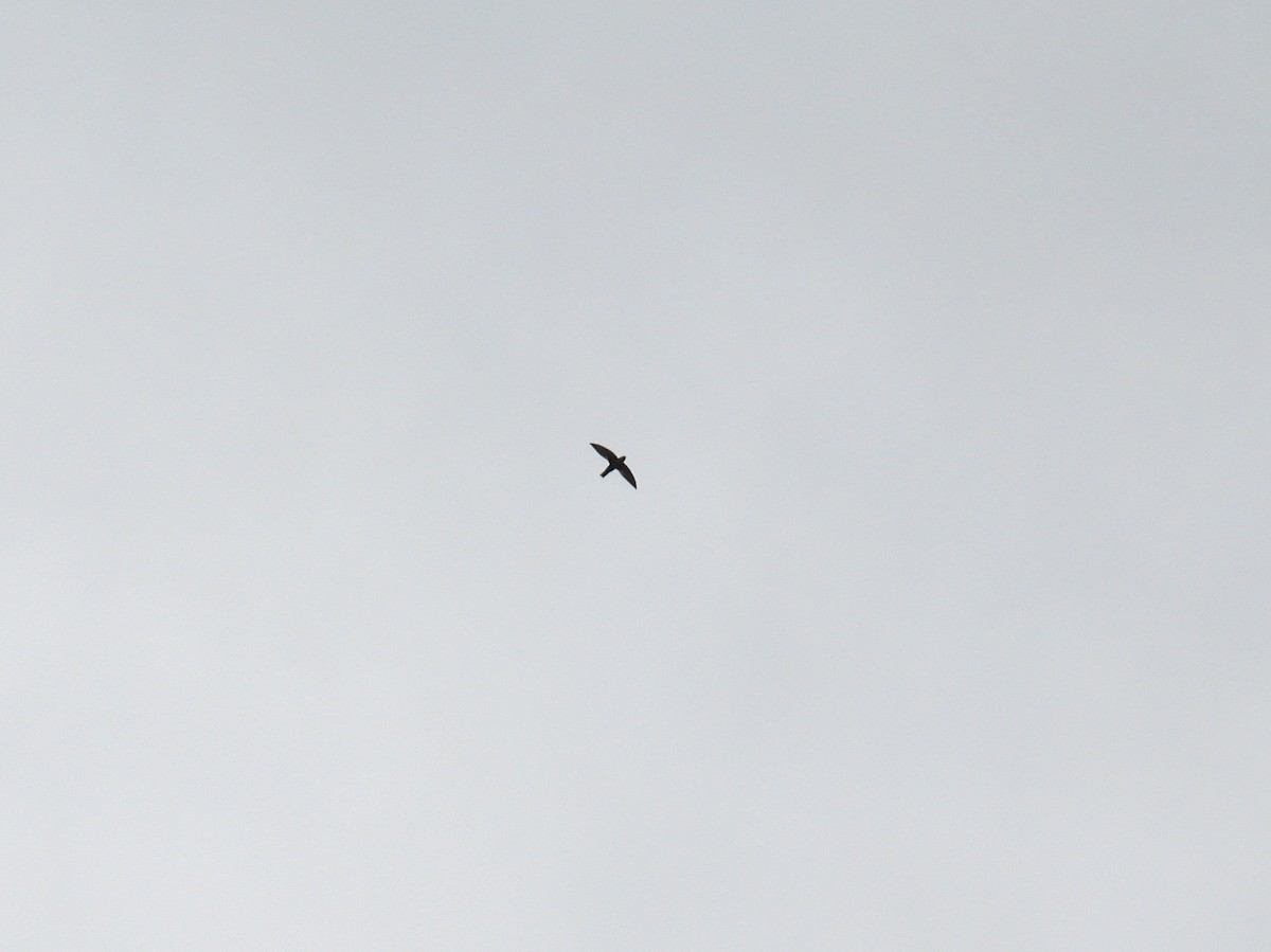 Gray-rumped Swift - ML643167692