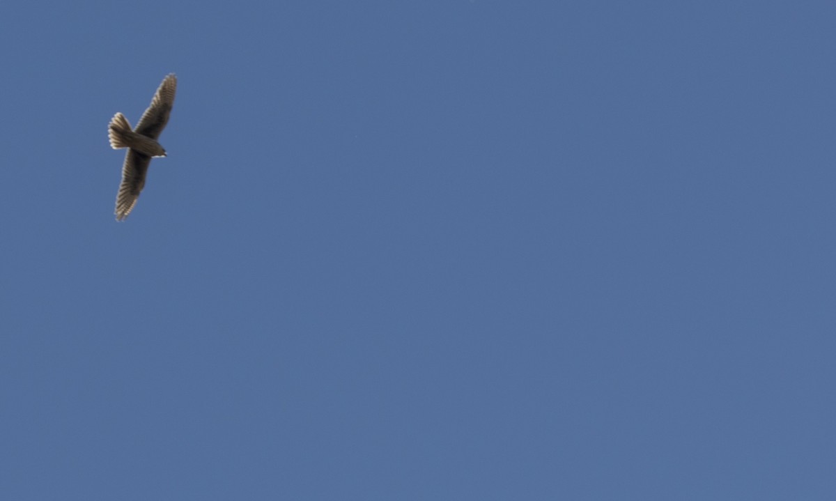 Prairie Falcon - ML643167709