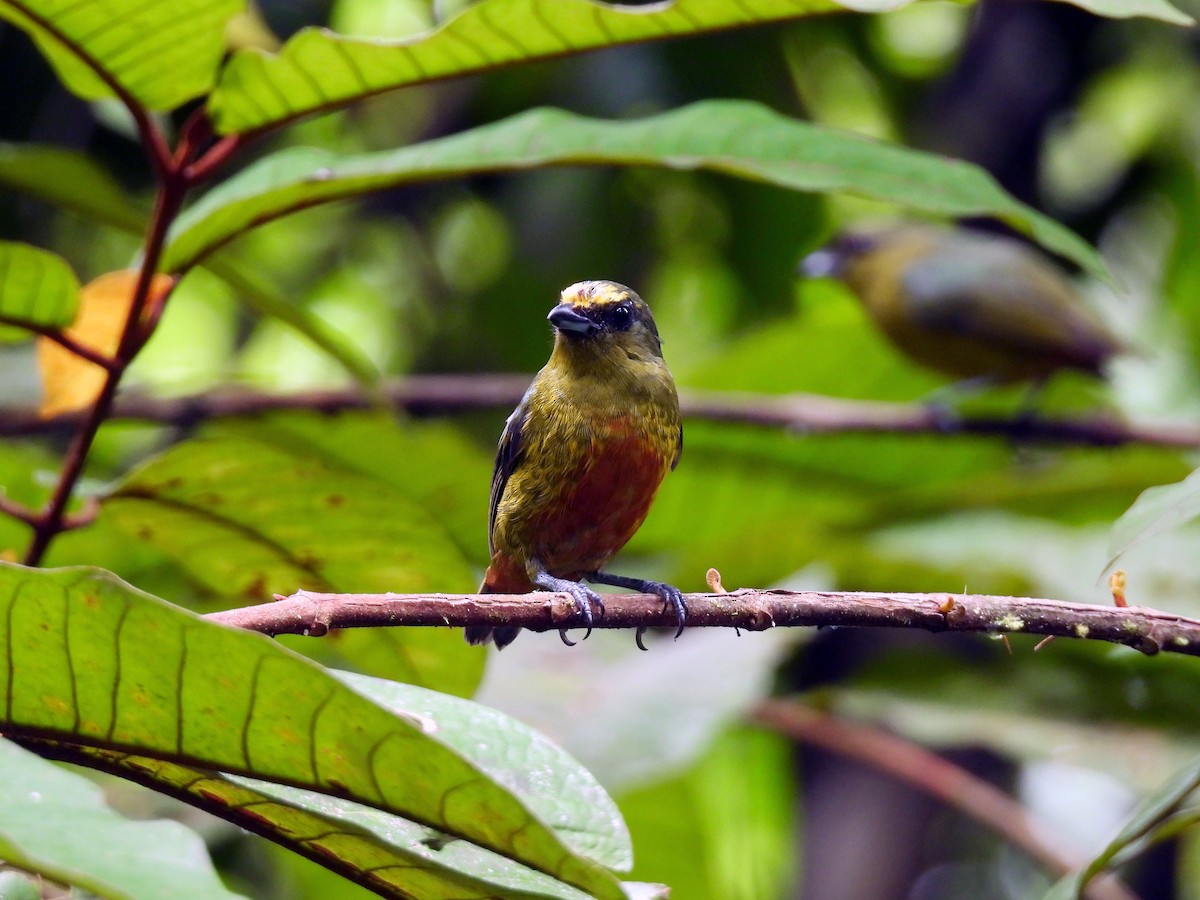 Olive-backed Euphonia - ML643167715