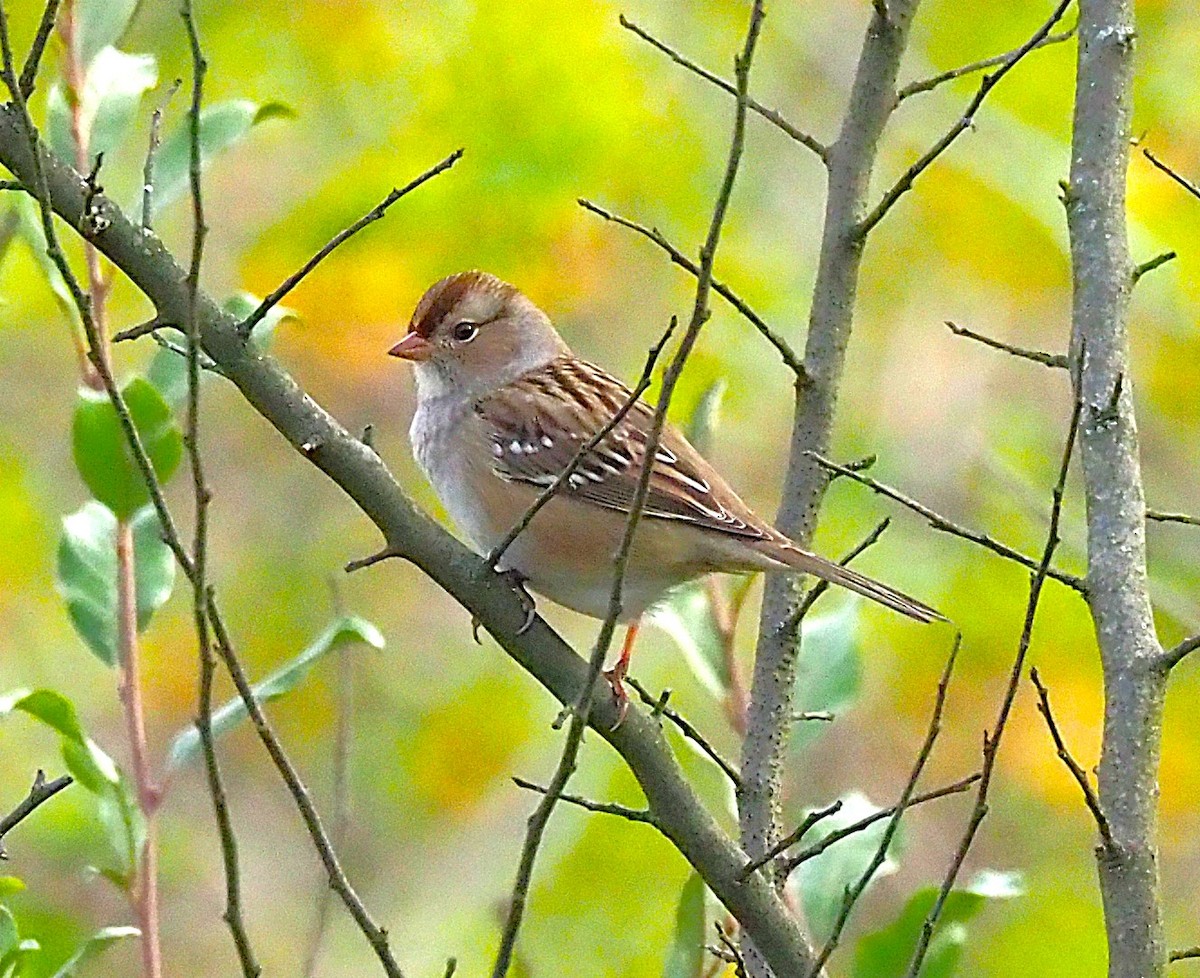 White-crowned Sparrow - ML643167733