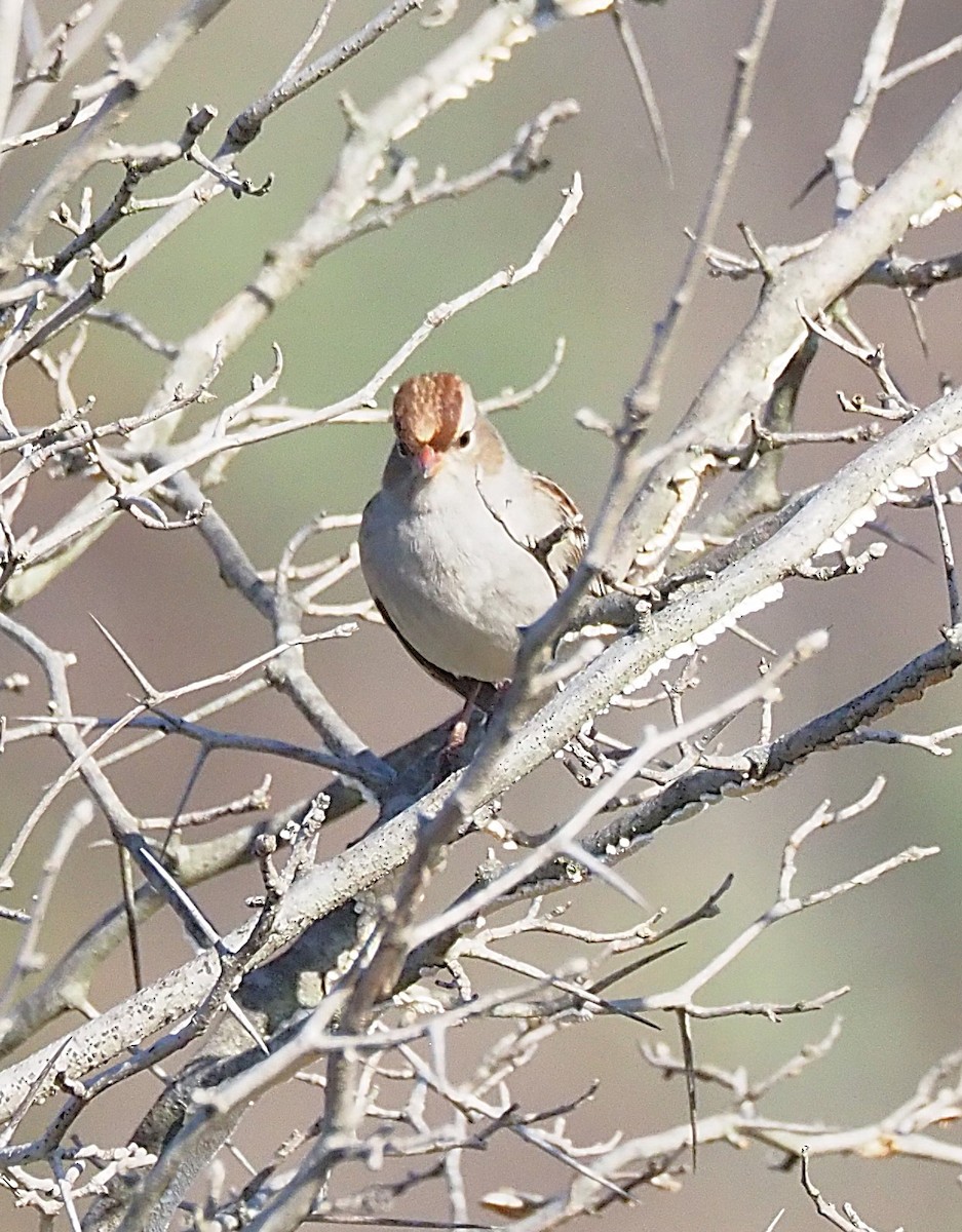 White-crowned Sparrow - ML643167734