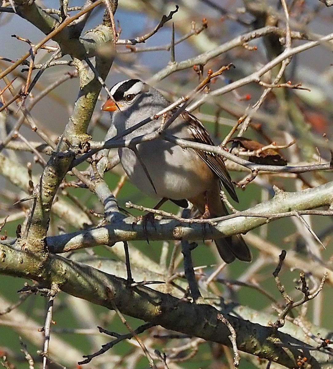 White-crowned Sparrow - ML643167736