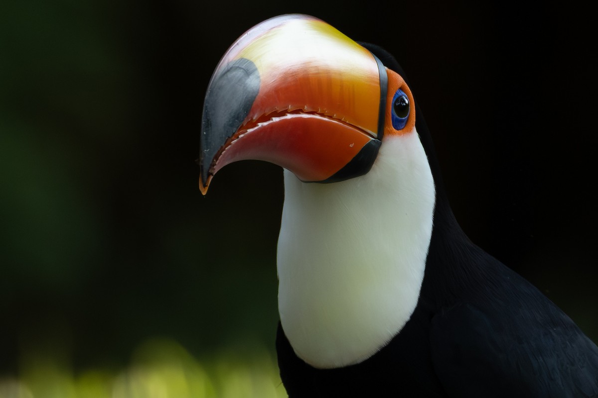 Тукан великий - ML643167775