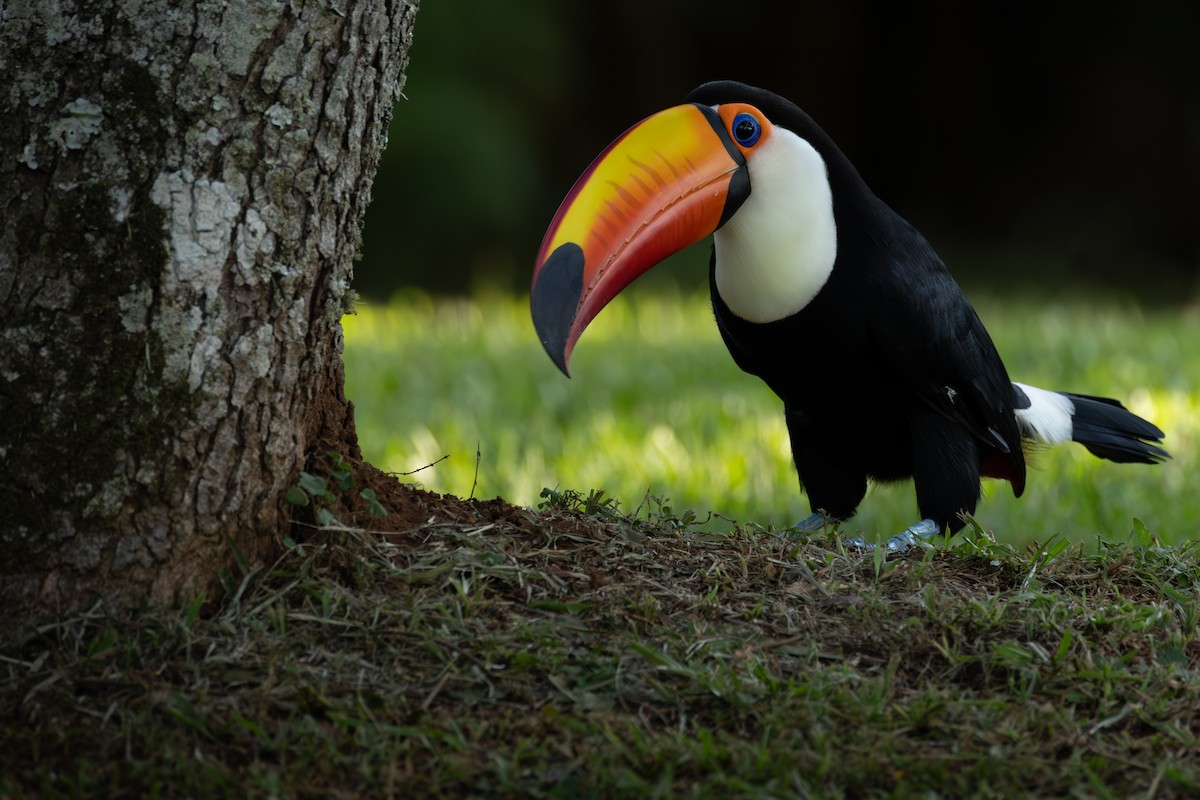 Тукан великий - ML643167776