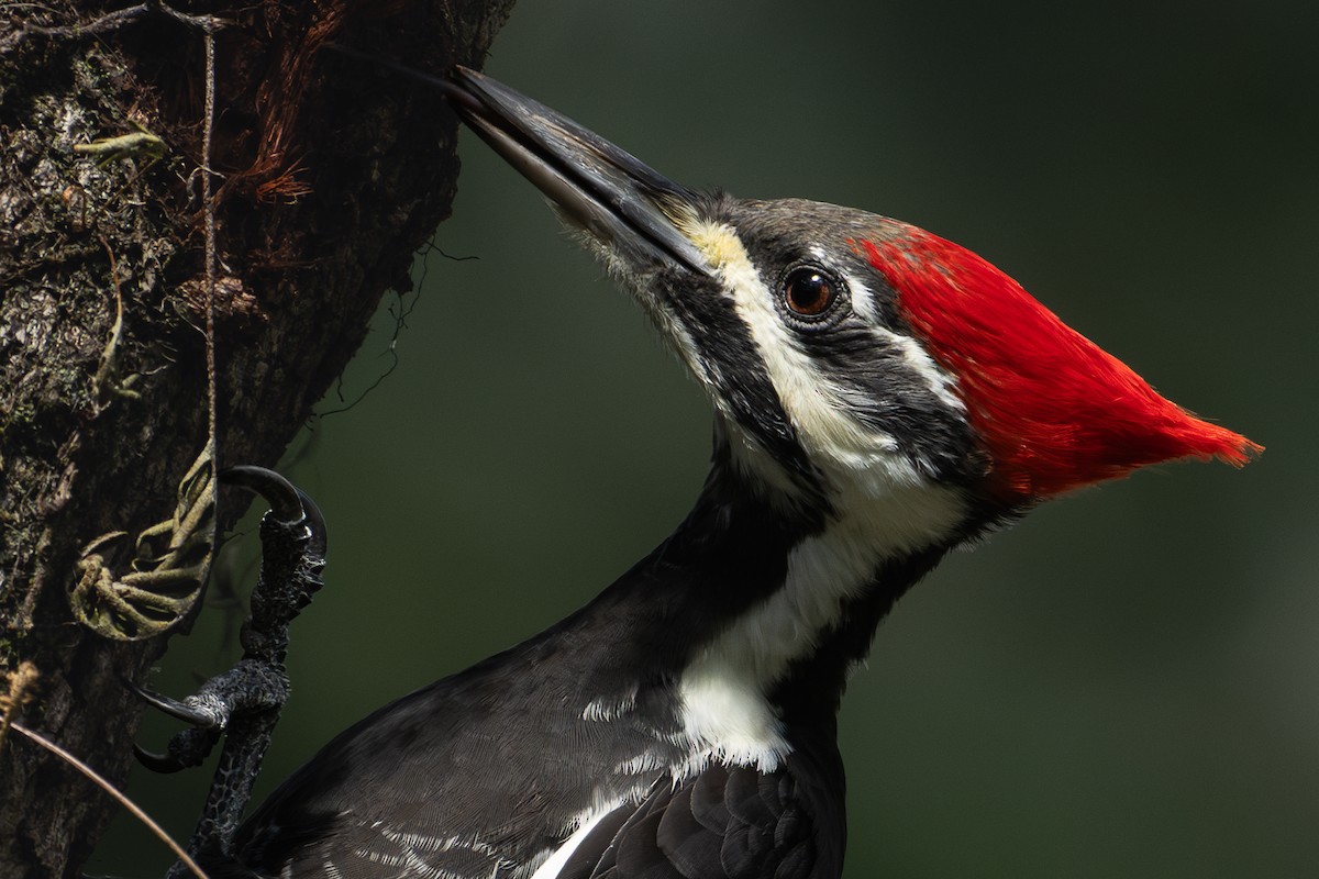 Pileated Woodpecker - ML643167788