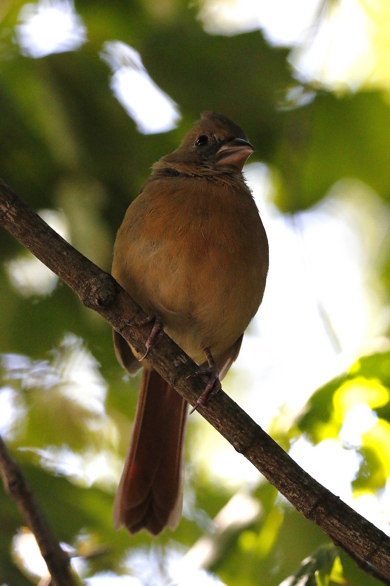 Northern Cardinal - ML643167789