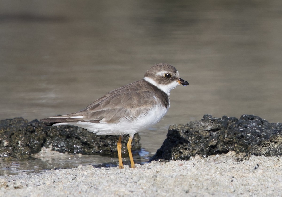 Semipalmated Plover - ML643167796
