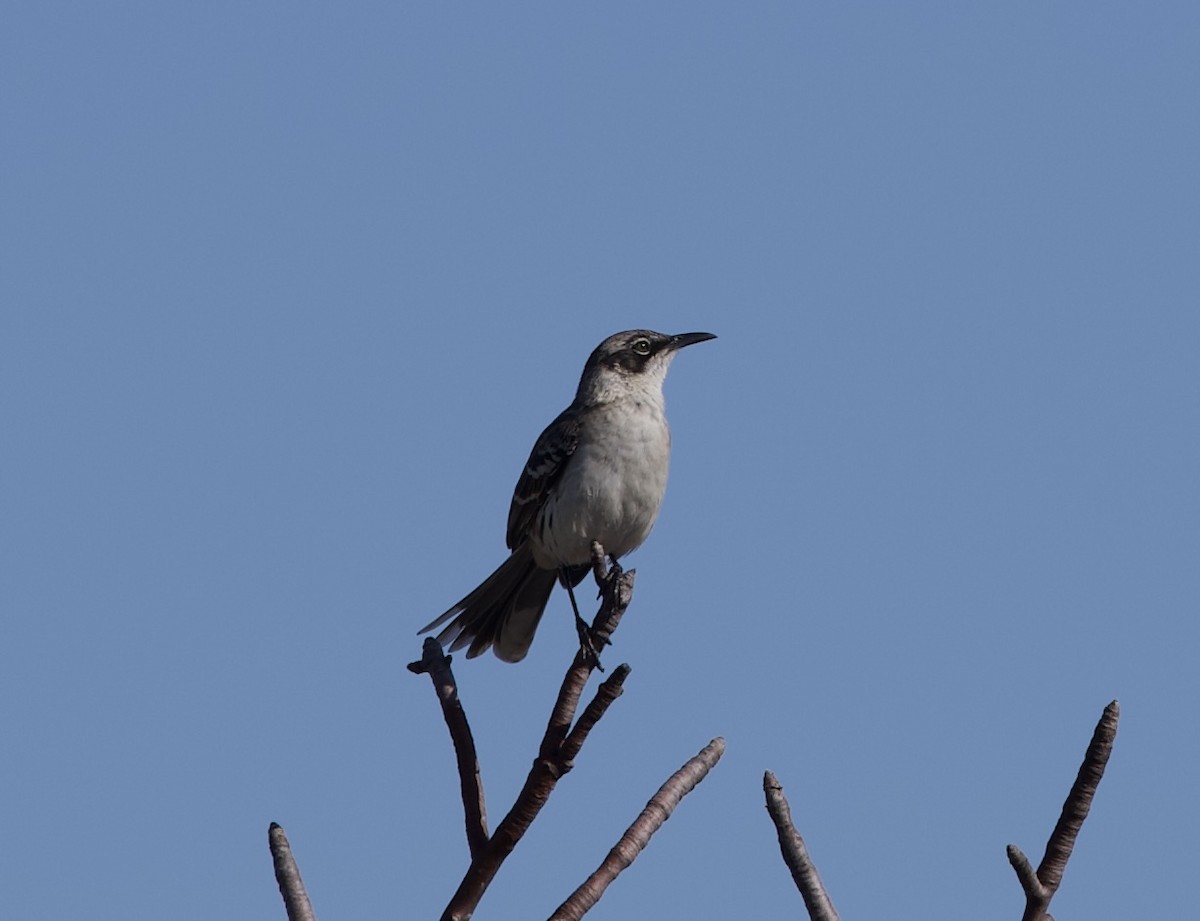 Galapagos Mockingbird - ML643167820
