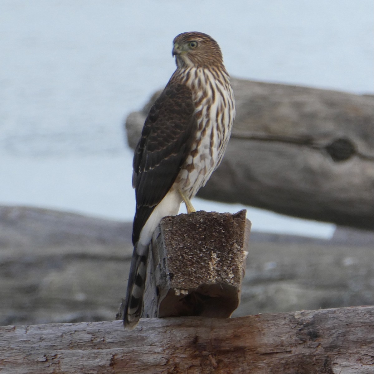 Cooper's Hawk - ML643167829