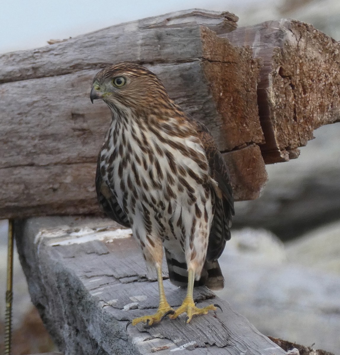 Cooper's Hawk - ML643167830