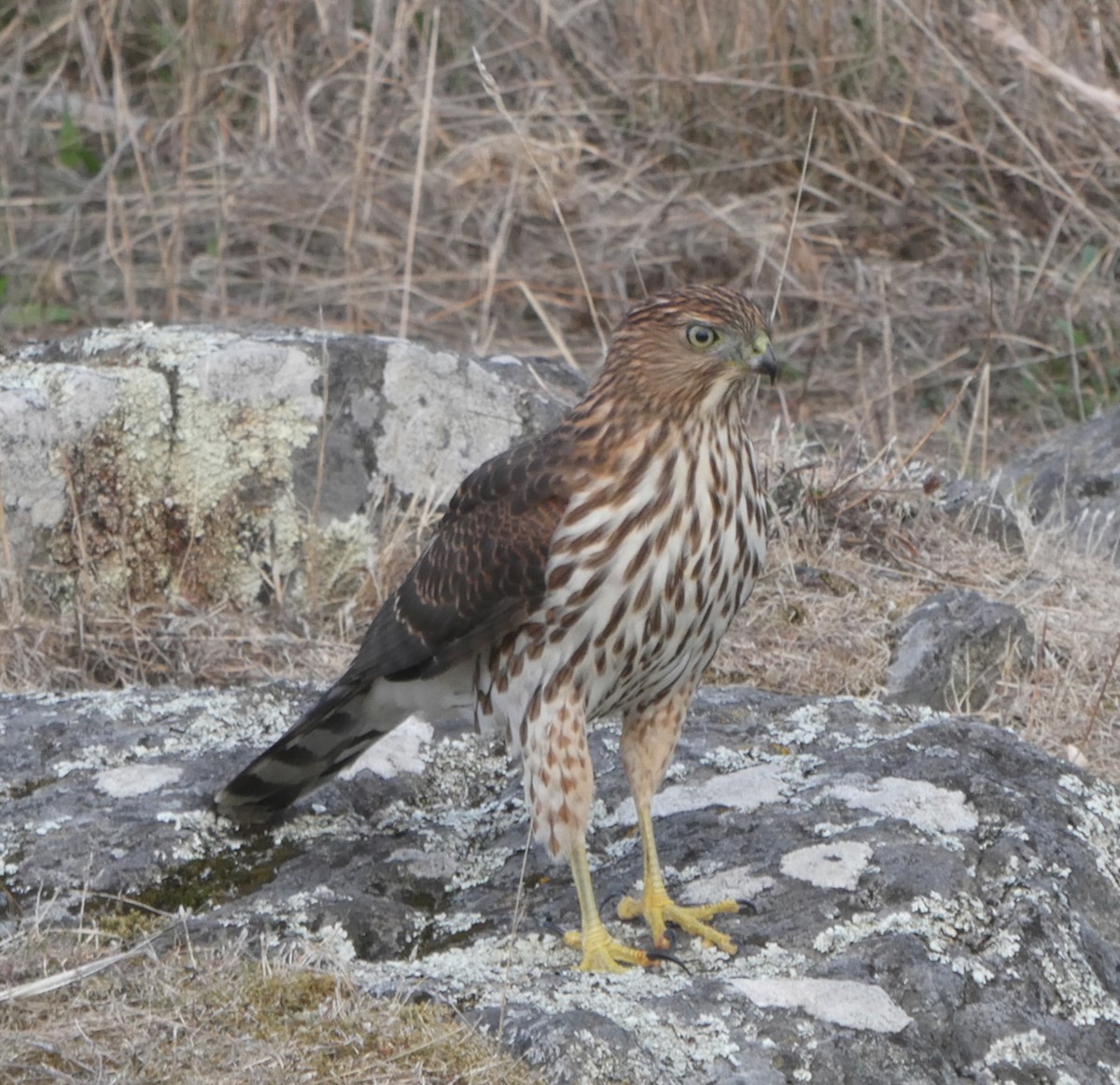 Cooper's Hawk - ML643167831