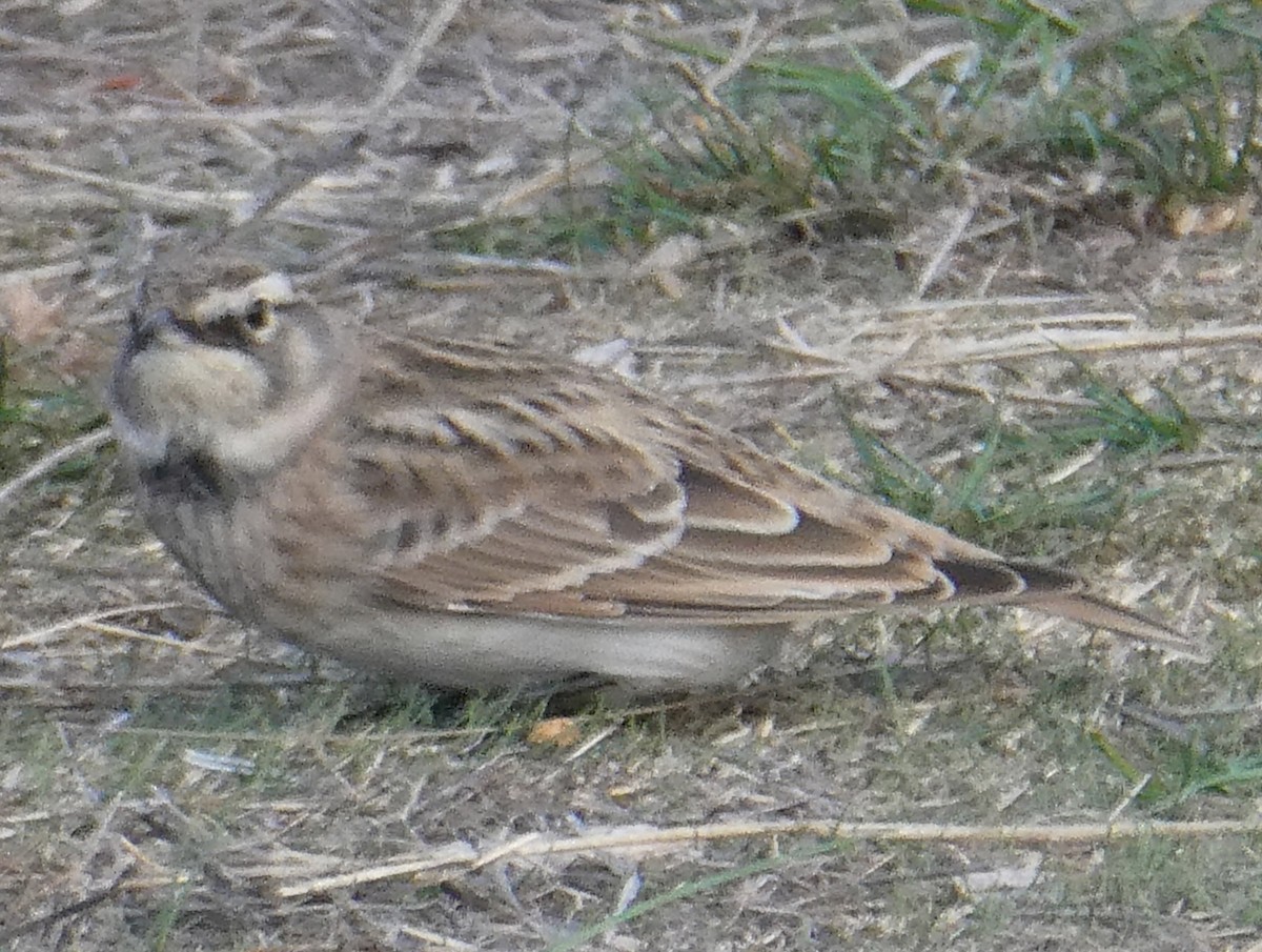 Эвэрт болжмор - ML643167839