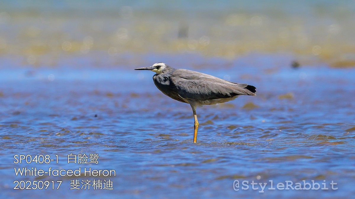 White-faced Heron - ML643167842