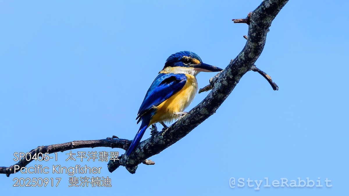 Pacific Kingfisher - ML643167858