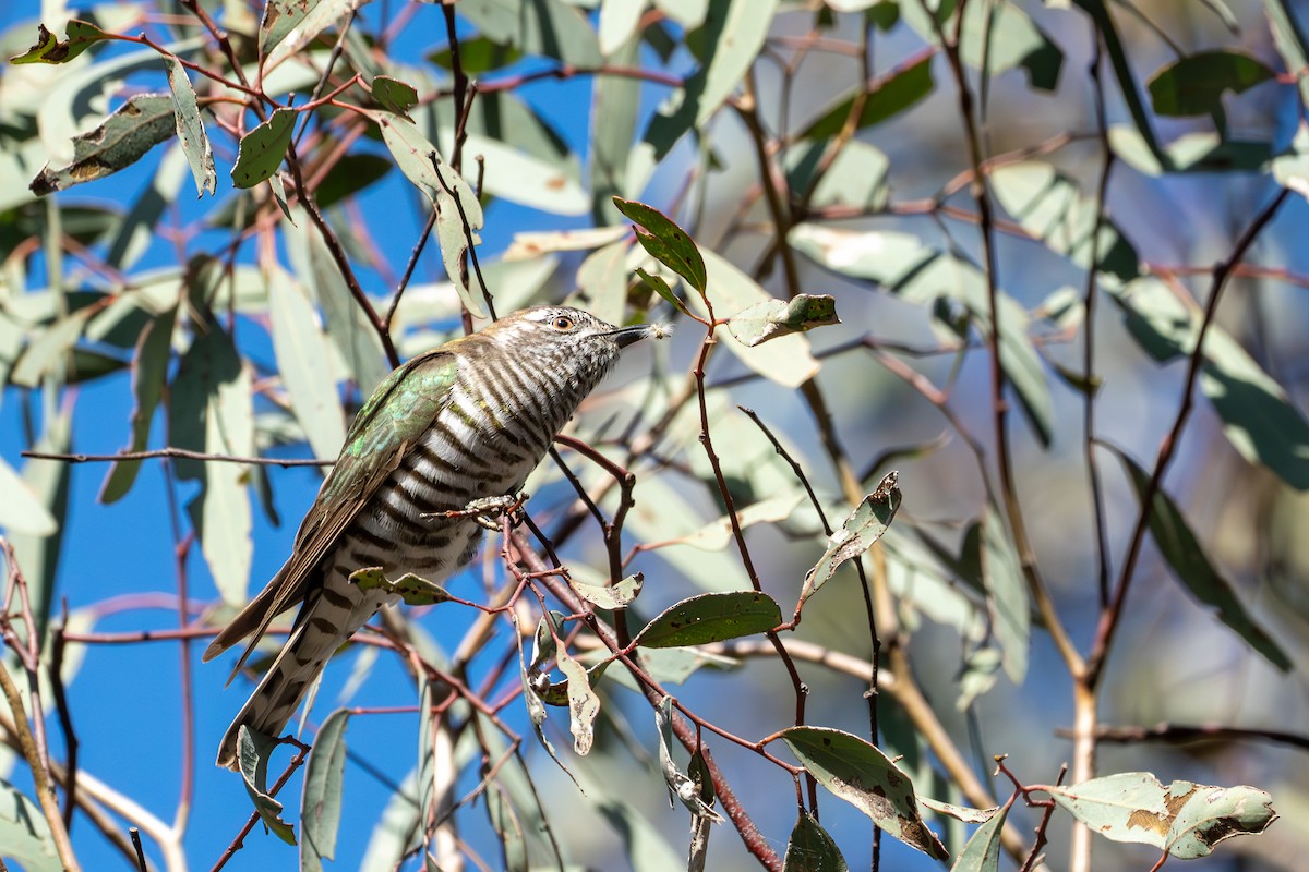 Shining Bronze-Cuckoo (Golden) - ML643167861