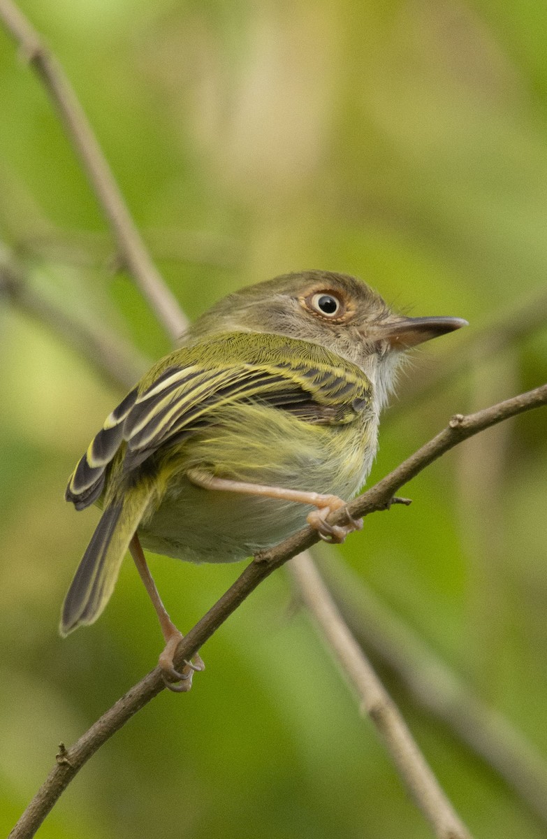 Pale-eyed Pygmy-Tyrant - ML643167862