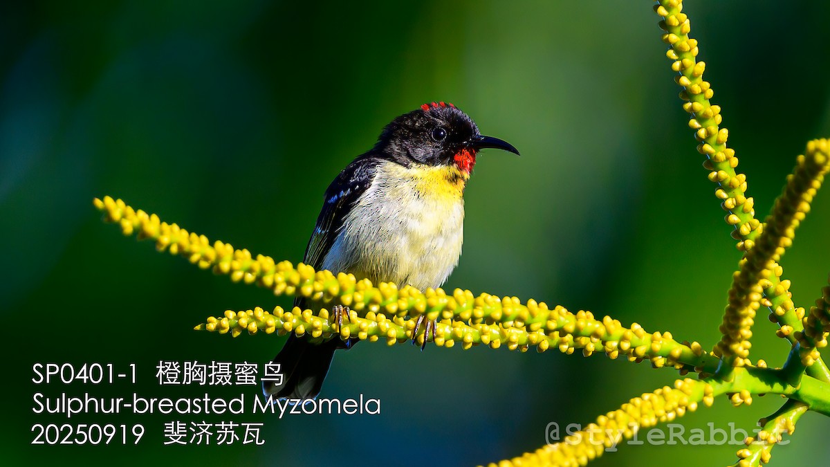 Sulphur-breasted Myzomela - ML643167866