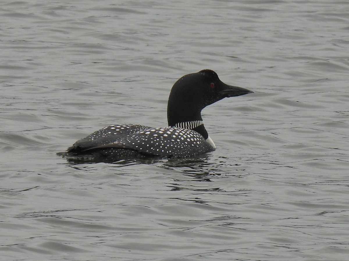 Plongeon huard - ML643167869