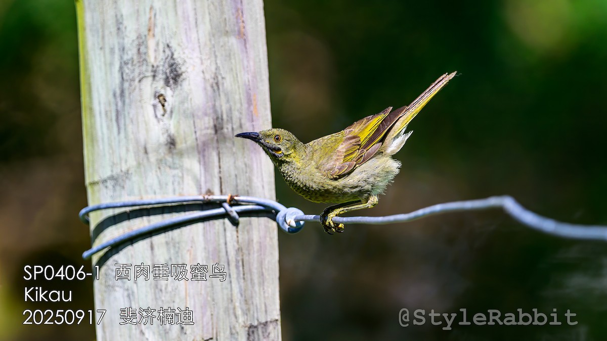 Western Wattled-Honeyeater - ML643167872