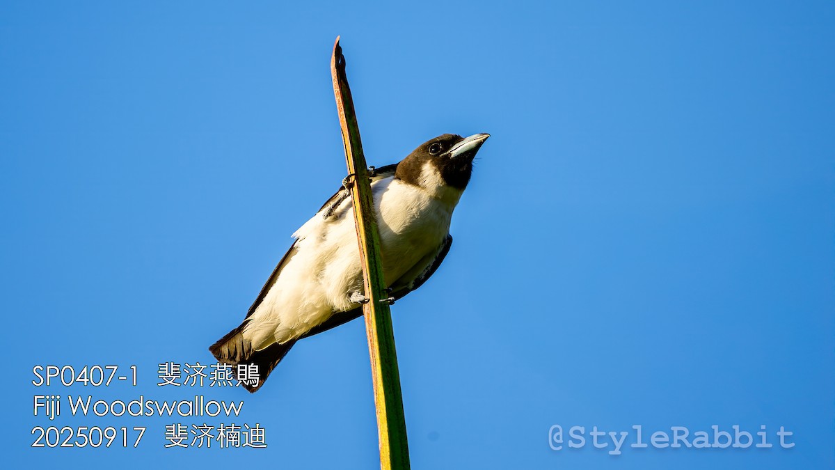 Fiji Woodswallow - ML643167875