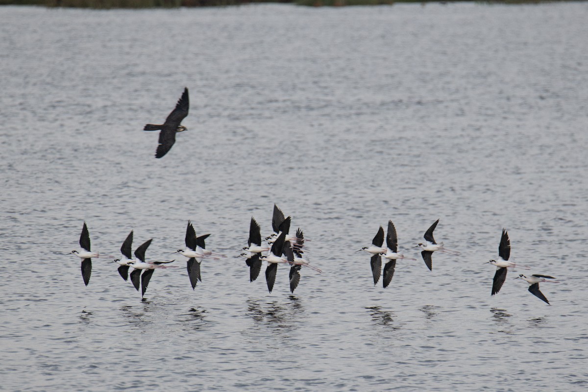 Black-necked Stilt - ML643167878
