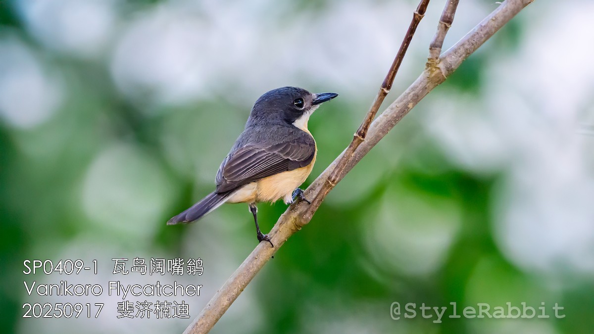 Vanikoro Flycatcher - ML643167881