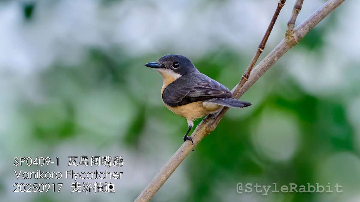 Vanikoro Flycatcher - ML643167882