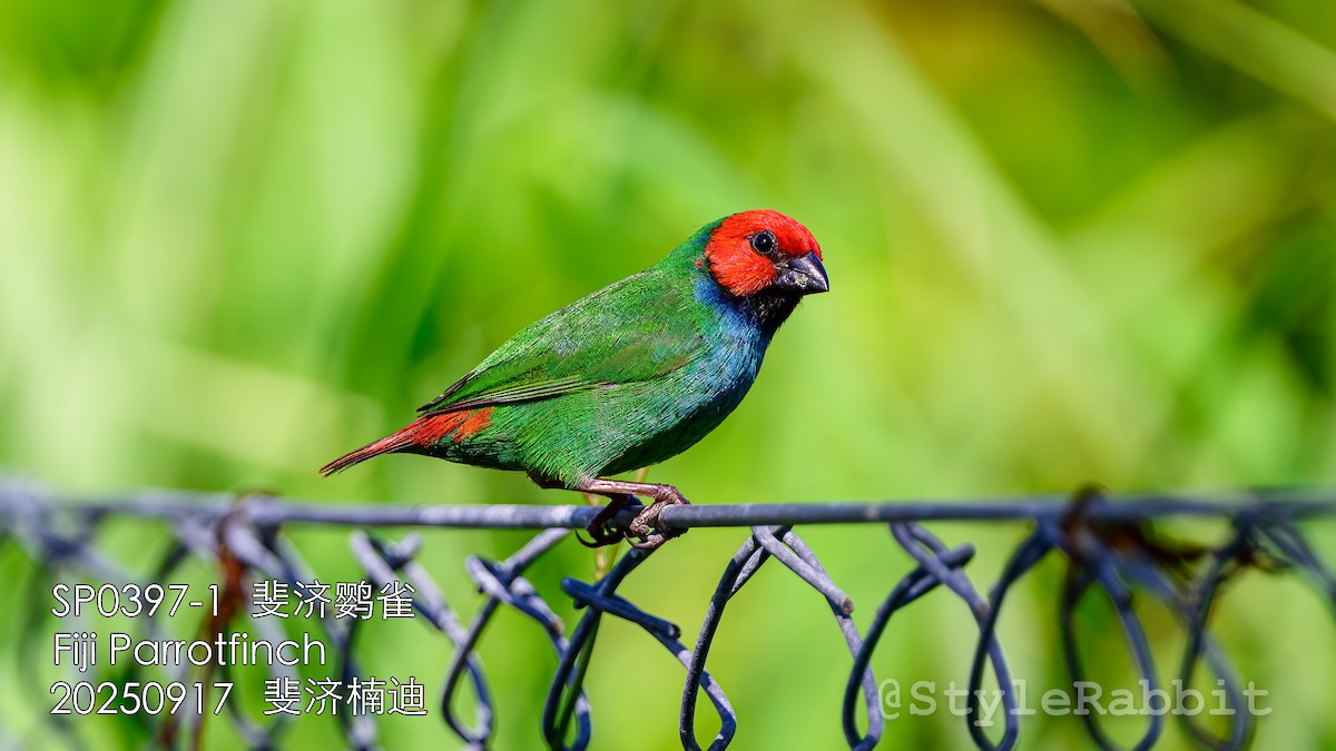 Fiji Parrotfinch - ML643167889