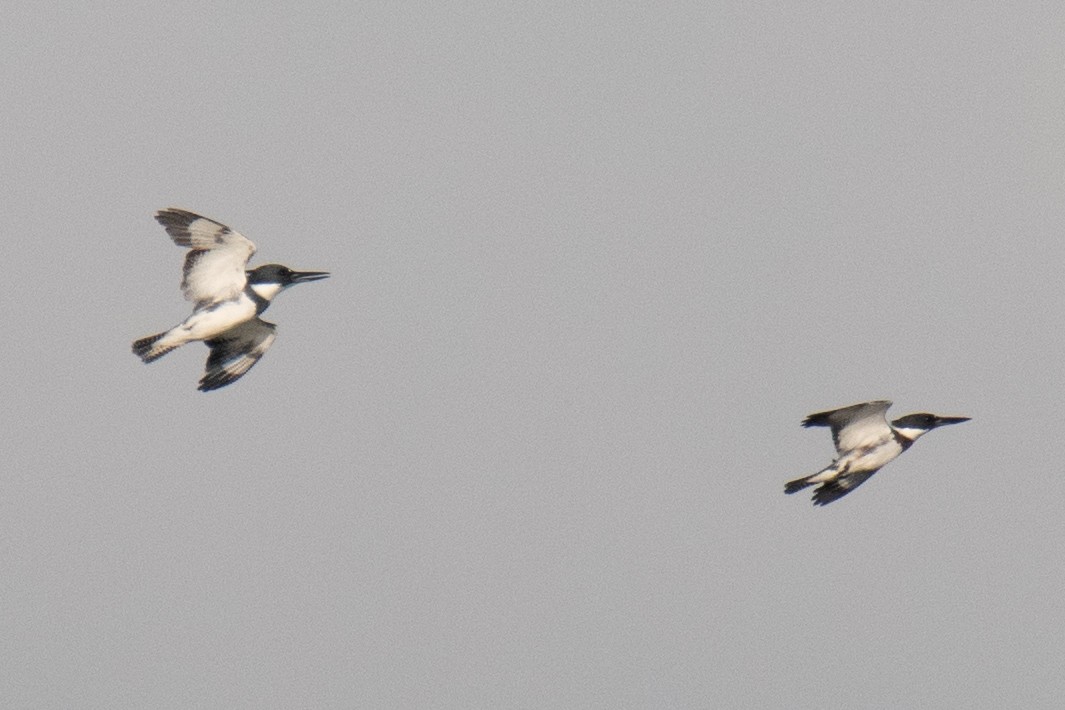 Belted Kingfisher - ML643167899