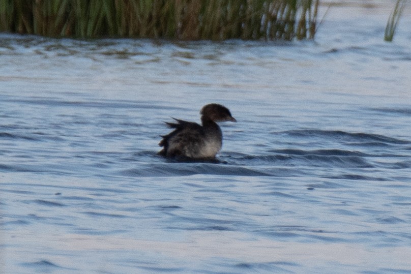 Pied-billed Grebe - ML643167904