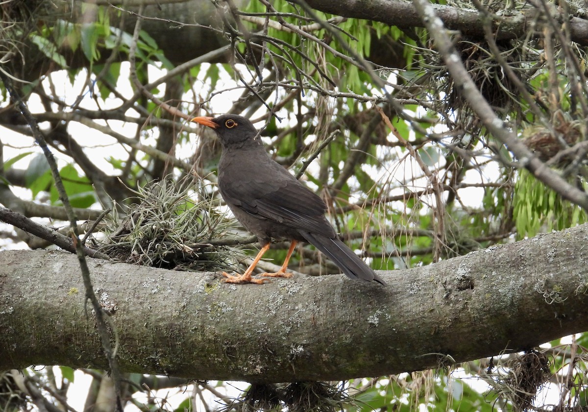 Great Thrush - ML643167908