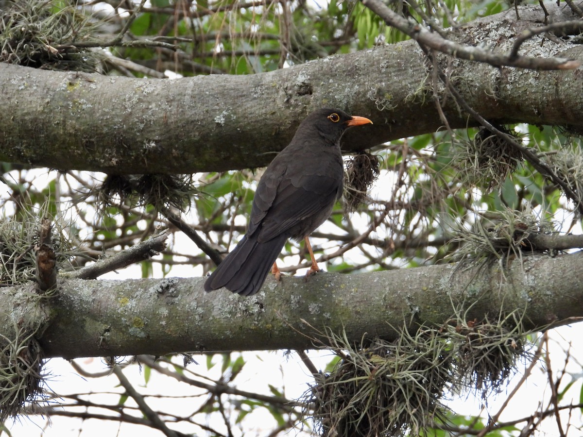 Great Thrush - ML643167909