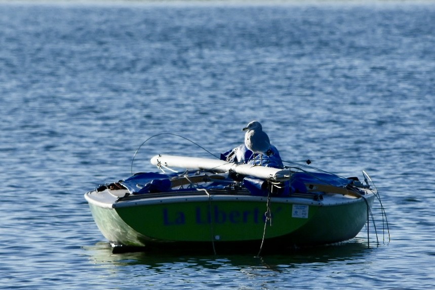ringnebbmåke - ML643167910