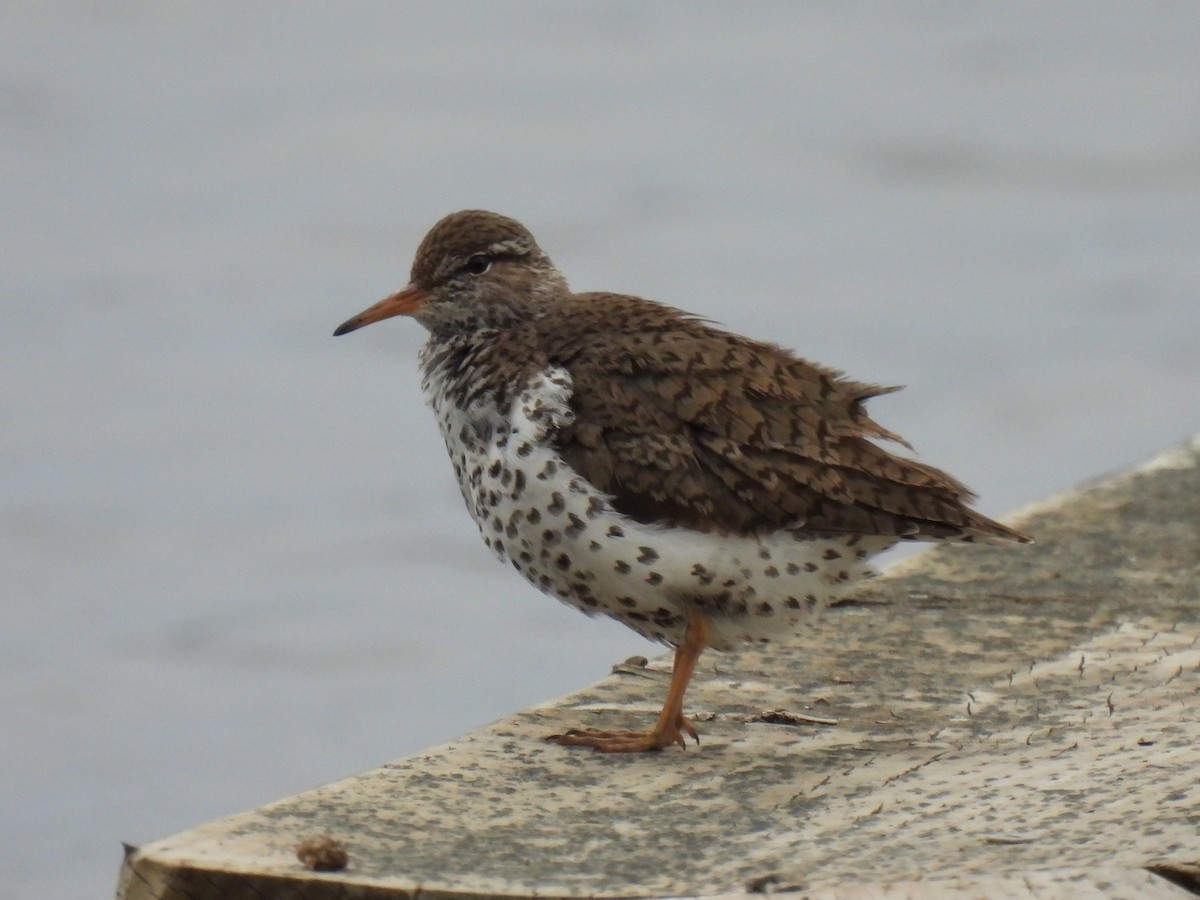 Spotted Sandpiper - ML643167961