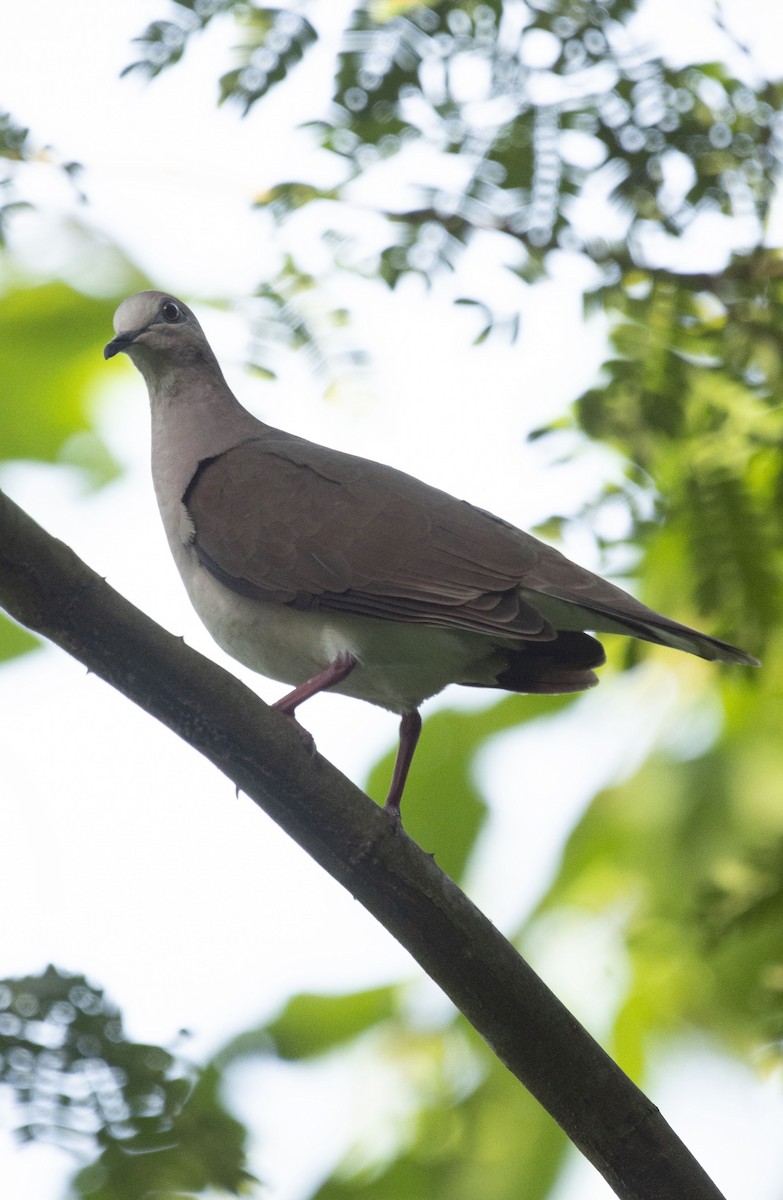 White-tipped Dove - ML643167963