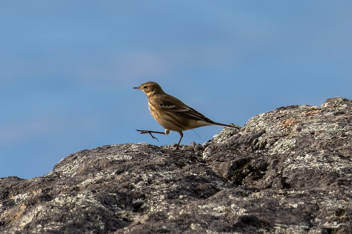 American Pipit - ML643167967