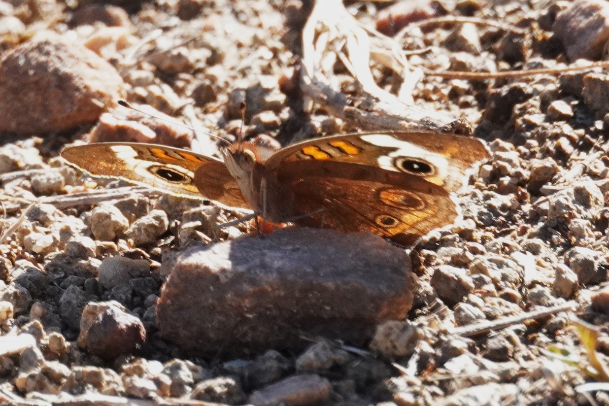 Common Buckeye - ML643167969