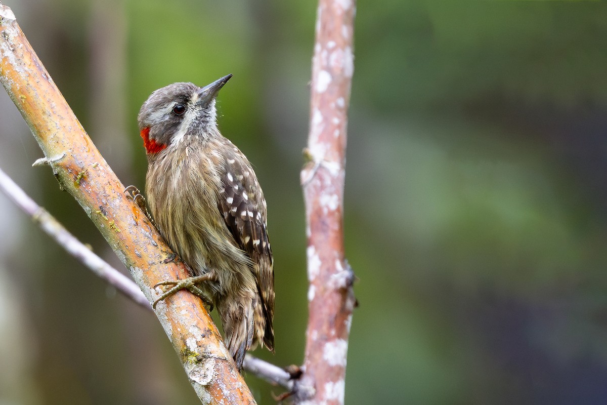 Sulawesi Pygmy Woodpecker - ML643168003