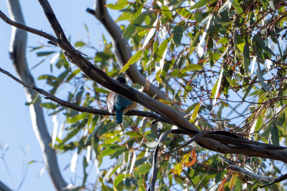 Sacred Kingfisher (Australasian) - ML643168014