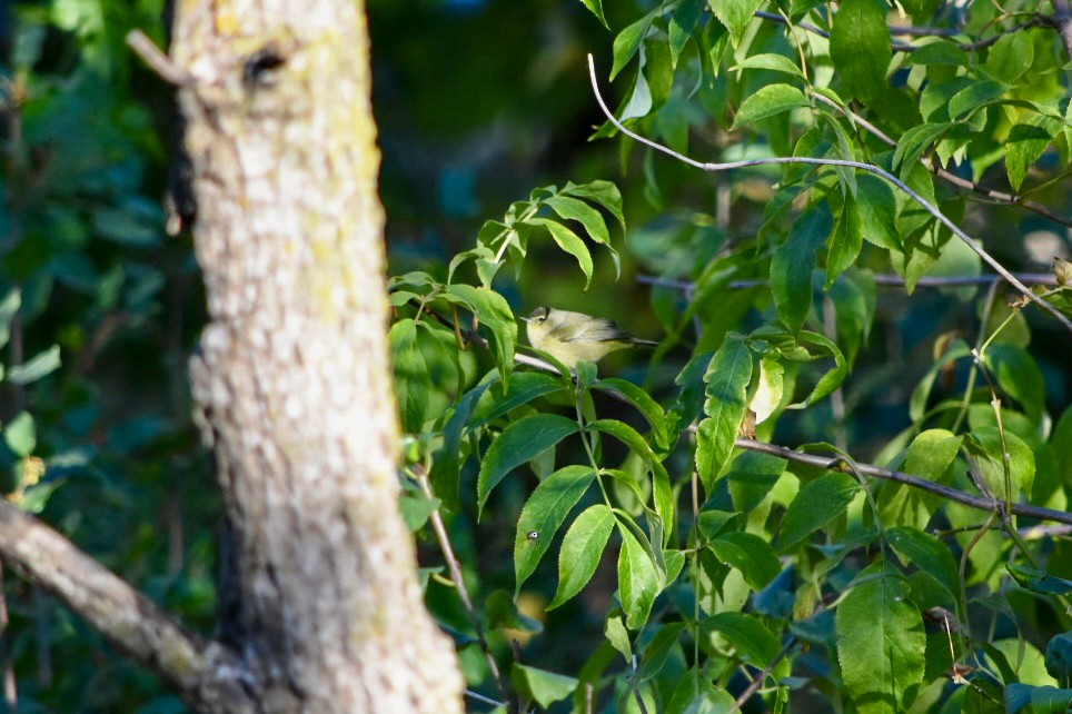 oransjekroneparula - ML643168042