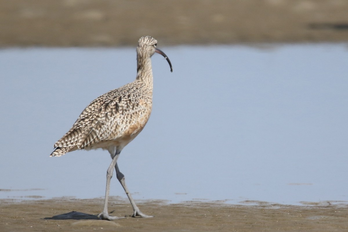 Long-billed Curlew - ML643168074