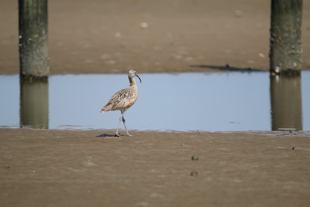Long-billed Curlew - ML643168076