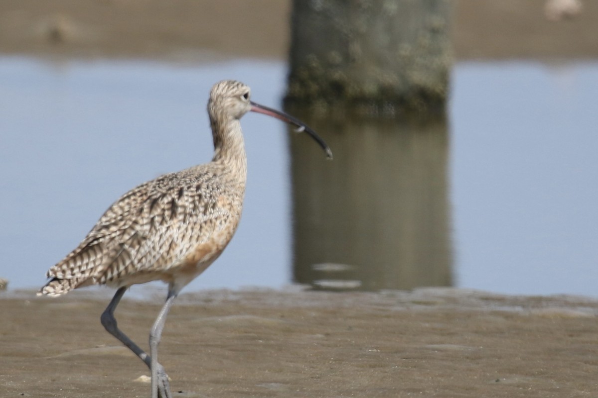 Long-billed Curlew - ML643168078