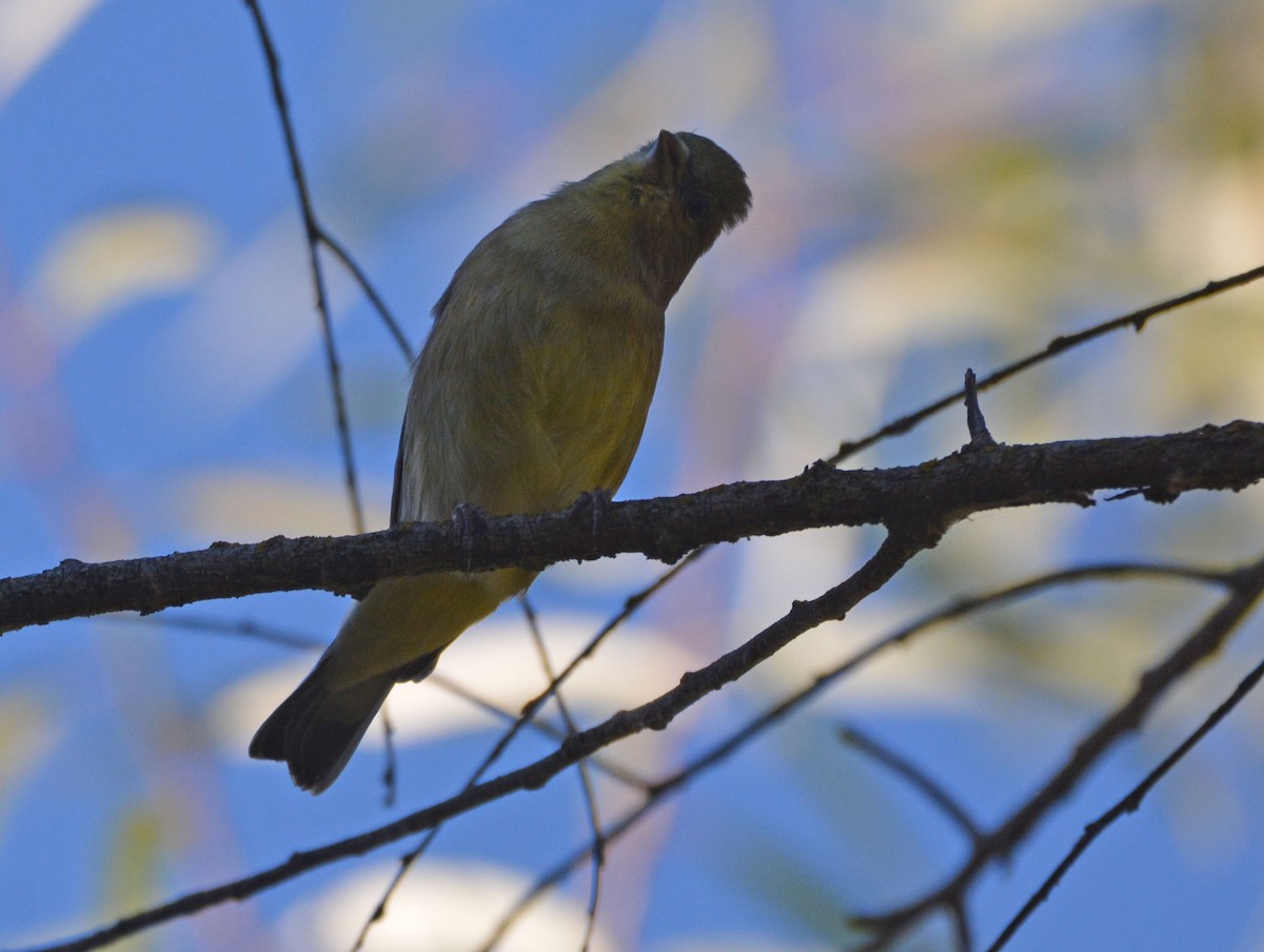 Oak Titmouse - ML643168089