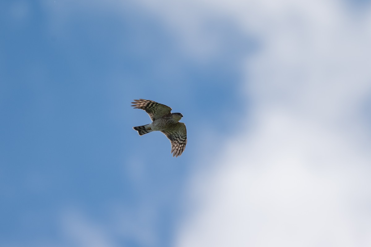 Sharp-shinned Hawk - ML643168114