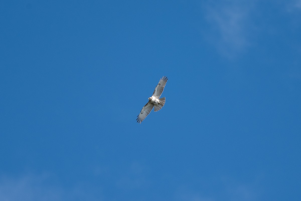 Red-tailed Hawk - ML643168120